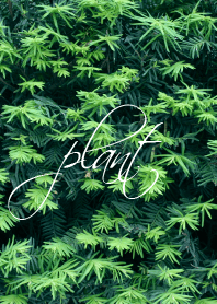 green plant.