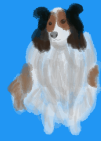 Shetland Sheepdog*2