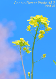 Canola Flower Photo#5-7Not AI