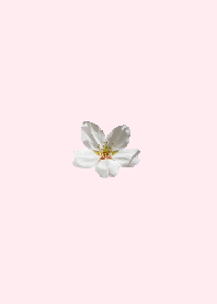 PINK CHERRY BLISSOMS Flower Color