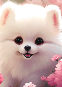 我的寶貝-博美犬