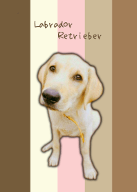 Labrador Retriever＠イエロー