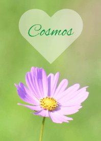 -- Cosmos -- 37