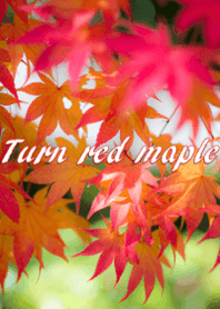 Turn red maple