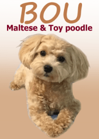 Maltese & Toy poodle -BOU-