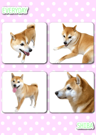 EVERYDAY SHIBA3