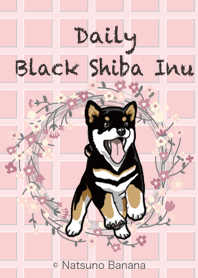 Theme Daily Black Shiba Inu