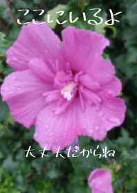 美麗可愛的花朵