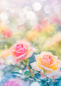 Beautiful rose flower(R1577)