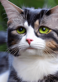 Cats run wild #CYUaT08.