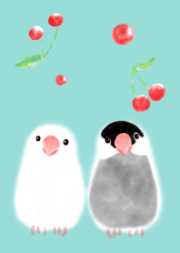 java sparrow and cherry blue