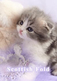 Kirakira Scottish Fold