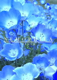 NEMOPHILA -MEKYM- 2