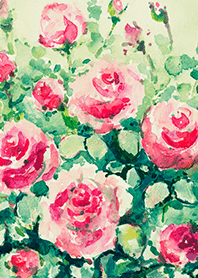 Beautiful rose flower(R4434)