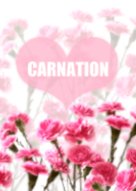 Lovely carnation
