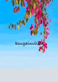 love bougainvillea