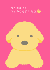 CLOSEUP OF TOY POODLE'S FACEj-HOT PINK