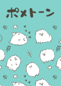 pomeranian of pometone milk