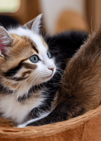 Nyanko Great Runaway#baevao011