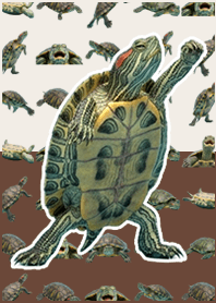 Green Turtle Live Action Brown