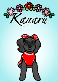 Kanaru the Black Miniature Schnauzer