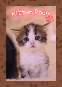 Kitten Room 1