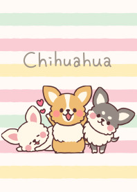 ちょこちょこチワワ