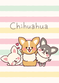 Small fluffy Chihuahua