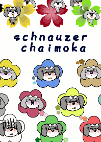 シュナウザー チャイモカ ２