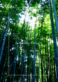 Bamboo Grove in Japan
