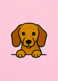 My Dachshund: Cuteness Overload!12