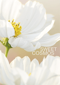Sweet Cosmos