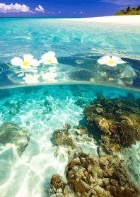 Swimming with plumeria