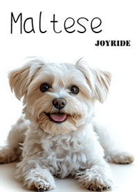 Maltese1