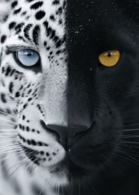 Yin and Yang Panthera