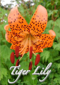 Tema Tiger Lily (Putih)