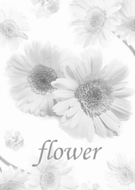 Gerbera wrapped in gentle happiness17.