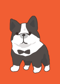 French bulldog black white
