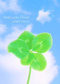 Real Lucky Clover 5-leaf #4-20