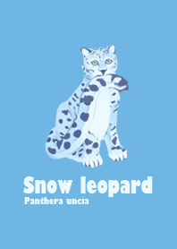 Snow leopard-big cat