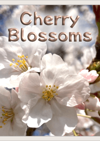 Cherry Blossoms Theme (Beige)