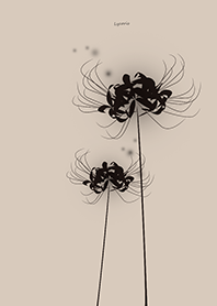 Lycoris black Background champagne
