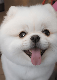 かわいい子犬 38B8c8