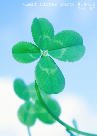 4leaf Clover Photo#14-19Not AI