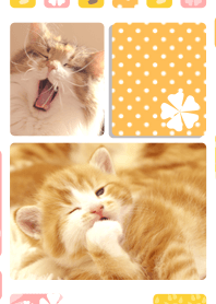 Cute cats are Sleepy cat.