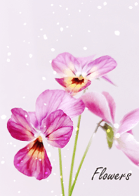 Viola flowers sway lightly11.