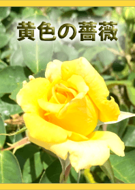 黄色の薔薇(黄)【写真着せかえ】