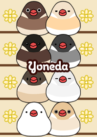 Yoneda Round and cute Java sparrow