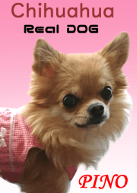 Real DOG Chihuahua PINO