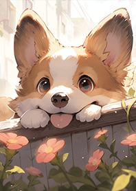 在窗外等你的柯基❤